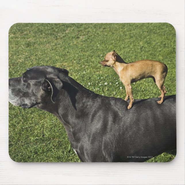Chihuahua på Great dane back 2 Musmatta (Framsidan)