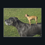 Chihuahua på Great dane back 2 Vykort<br><div class="desc">Djur->Hund</div>