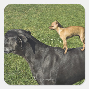 Chihuahua på great dane baksida 2 fyrkantigt klistermärke