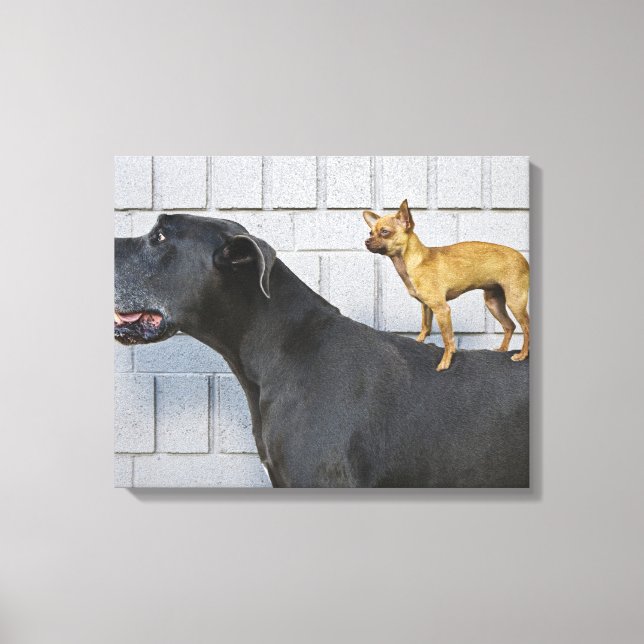 Chihuahua på Great dane tillbaks Canvastryck (Framsida)