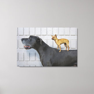 Chihuahua på Great dane tillbaks Canvastryck