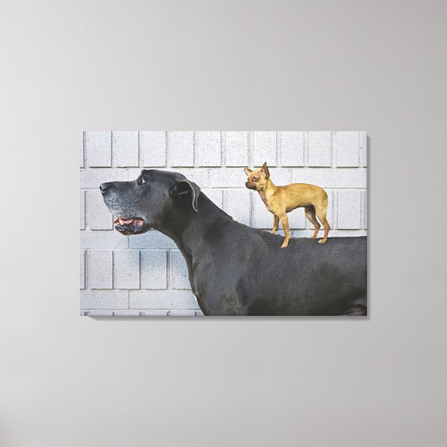 Chihuahua på Great dane tillbaks Canvastryck (Framsida)