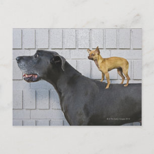 Chihuahua på Great dane tillbaks Vykort