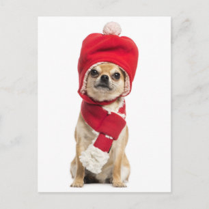 Chihuahua på julafton och Scarf Helg Vykort