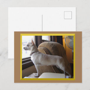 Chihuahua på kontoret vykort