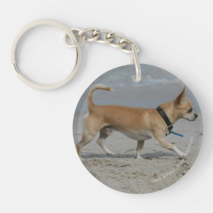 Chihuahua på strand