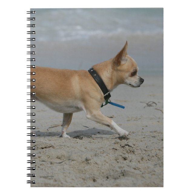 Chihuahua på strand anteckningsbok med spiral (Framsidan)