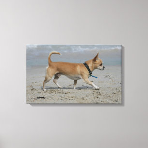 Chihuahua på strand canvastryck