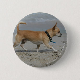 Chihuahua på strand knapp