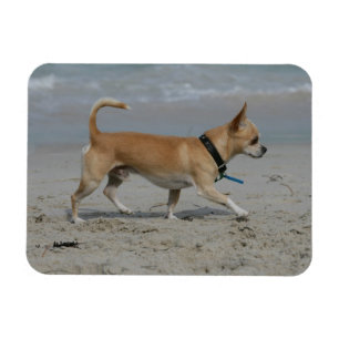 Chihuahua på strand magnet