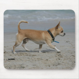 Chihuahua på strand musmatta