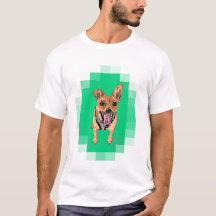 Chihuahua.. Pet Porträtt