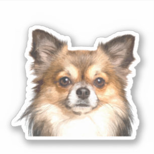 Chihuahua Porträtt Klistermärken