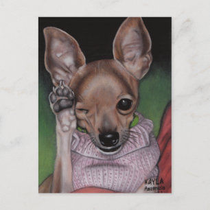 Chihuahua Postcard Vykort