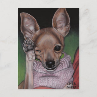 Chihuahua Postcard Vykort