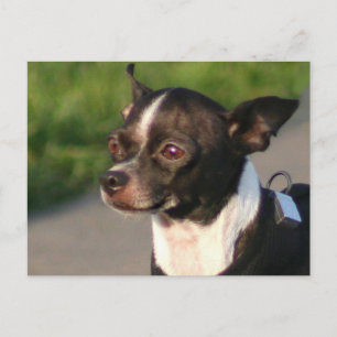 Chihuahua Postcard Vykort
