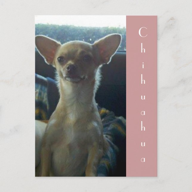Chihuahua Postcard Vykort (Framsida)