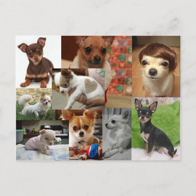 Chihuahua Postcard Vykort (Framsida)