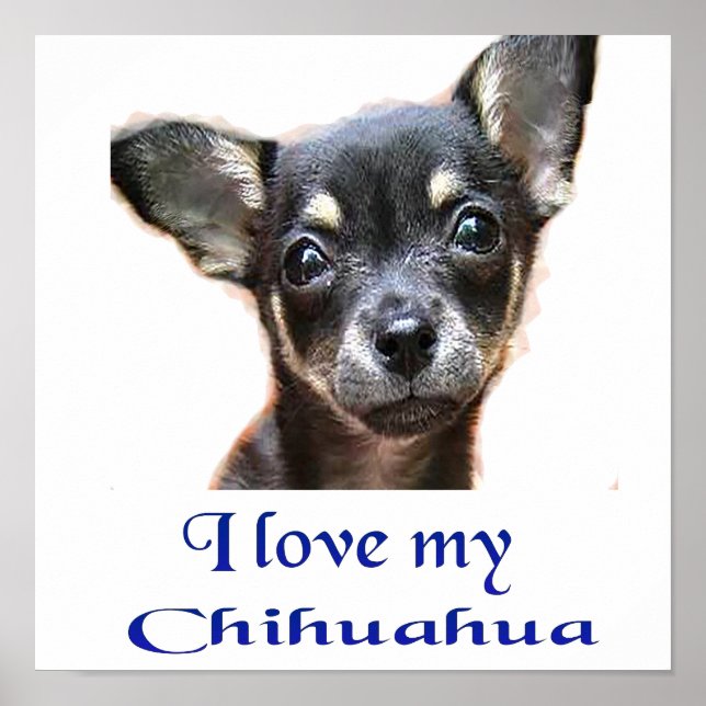 Chihuahua poster (Framsidan)
