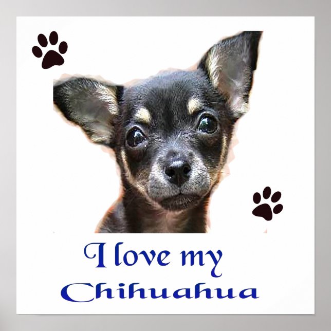 Chihuahua Poster (Framsidan)