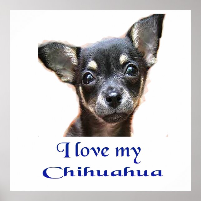 Chihuahua poster (Framsidan)