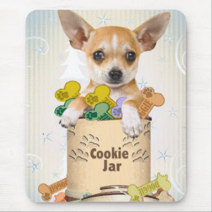 Chihuahua Pposed with Cookie Burk Musmatta