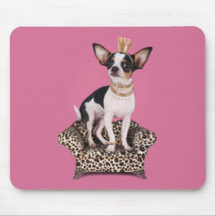 Chihuahua Princess Musmatta