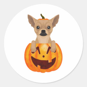 Chihuahua Pumpkin Runt Klistermärke