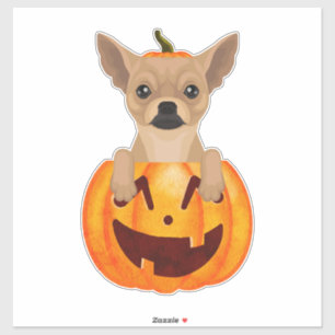 Chihuahua Pumpkin Sticker Klistermärken