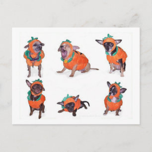 Chihuahua-pumpor Vykort