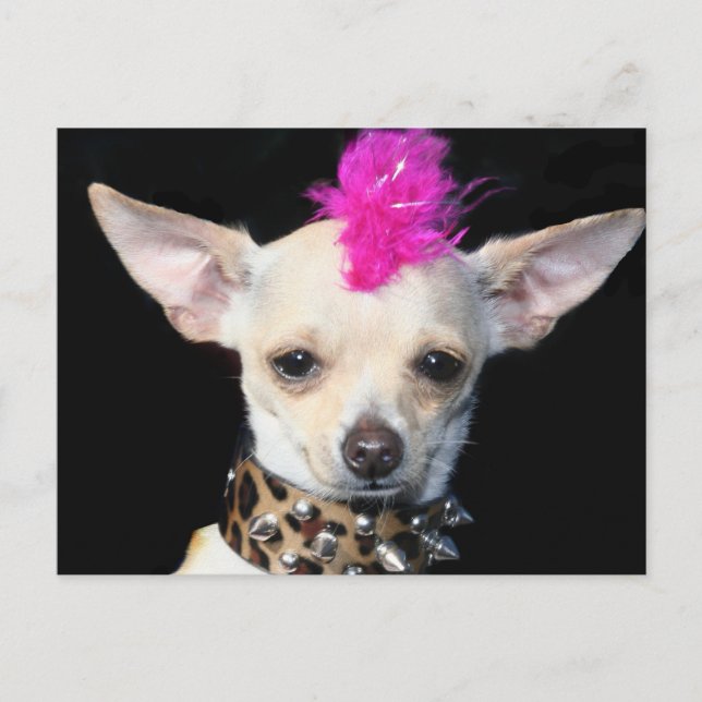 Chihuahua Punk Postcard Vykort (Framsida)