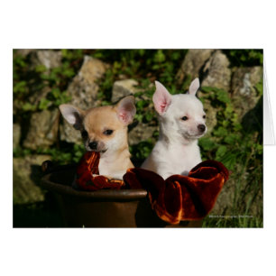 Chihuahua Puppies Hälsningskort