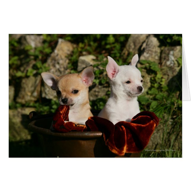 Chihuahua Puppies Hälsningskort (Framsidan Horizontal)