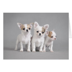 Chihuahua puppies hälsningskort