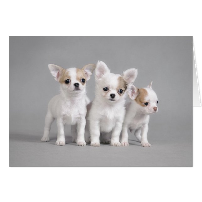 Chihuahua puppies hälsningskort (Framsidan Horizontal)