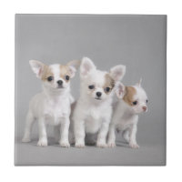 Chihuahua puppies