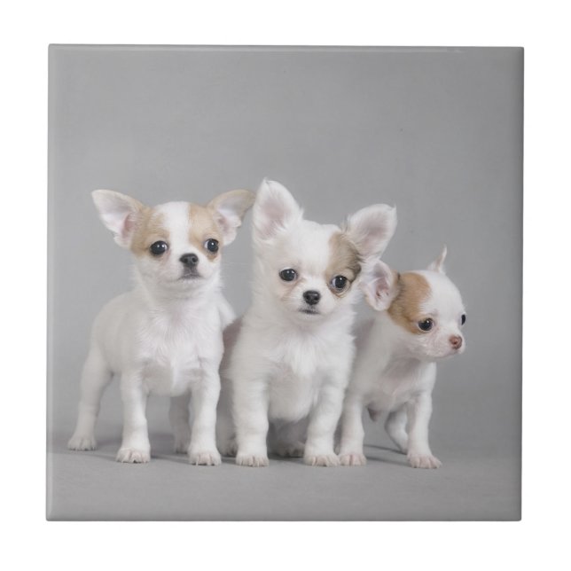 Chihuahua puppies kakelplatta (Framsidan)