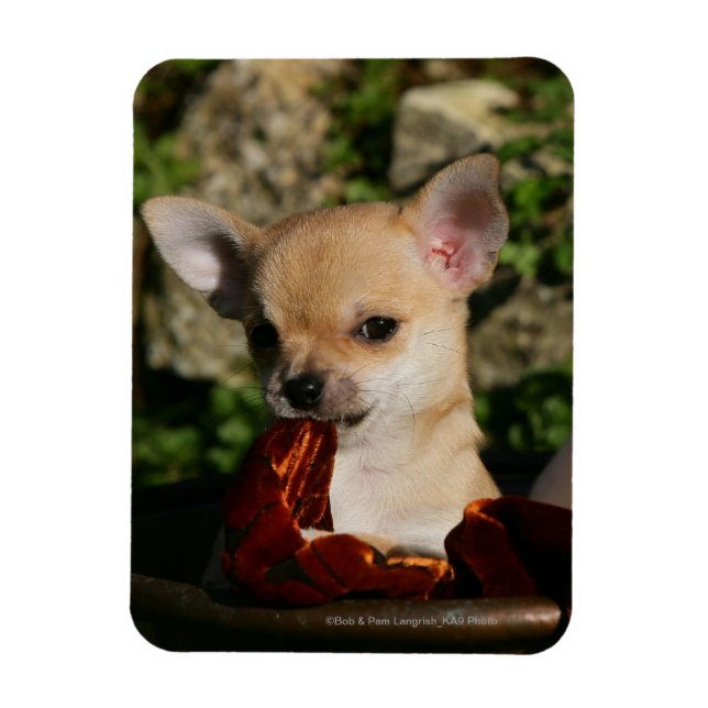 Chihuahua Puppies Magnet (Vertikal)