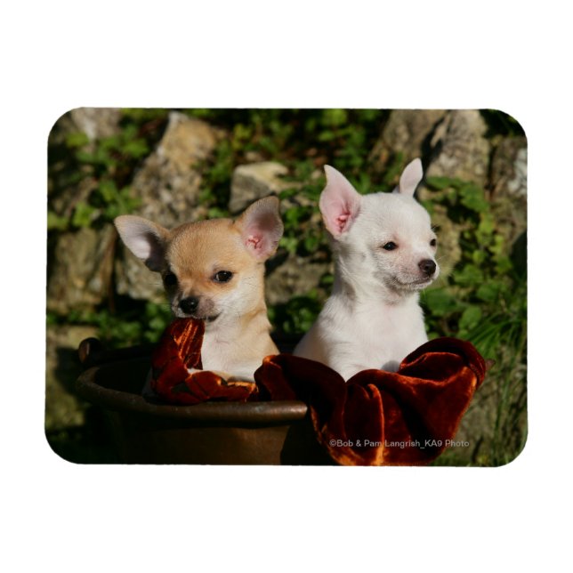Chihuahua Puppies Magnet (Horisontell)