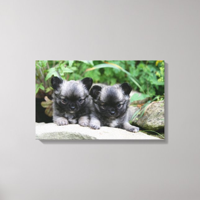 Chihuahua Puppies med lång livslängd Canvastryck (Framsida)