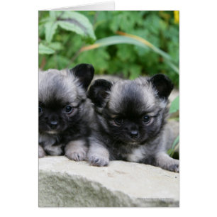Chihuahua Puppies med lång livslängd Hälsningskort