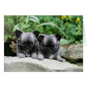 Chihuahua Puppies med lång livslängd Hälsningskort