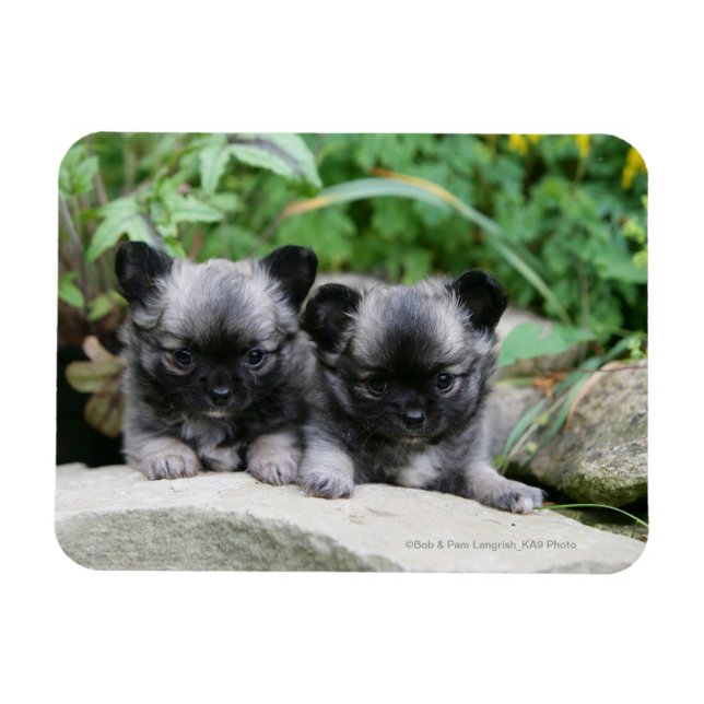 Chihuahua Puppies med lång livslängd Magnet (Horisontell)