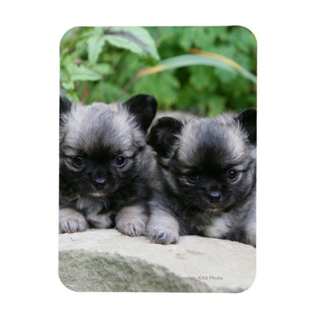Chihuahua Puppies med lång livslängd Magnet (Vertikal)