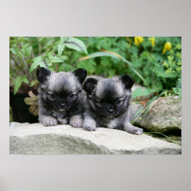 Chihuahua Puppies med lång livslängd Poster (Framsidan)
