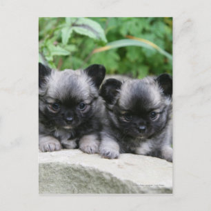 Chihuahua Puppies med lång livslängd Vykort