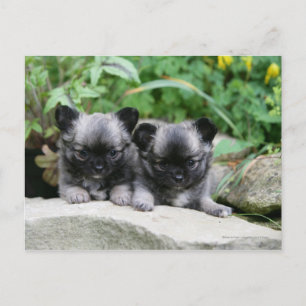 Chihuahua Puppies med lång livslängd Vykort