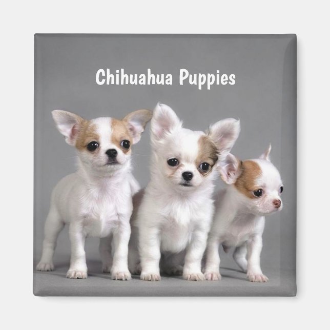 Chihuahua Puppies Posing for Photo Magnet (Framsidan)