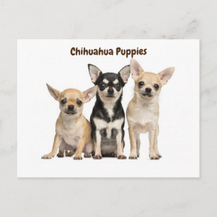 Chihuahua Puppies Posing for Photo Vykort