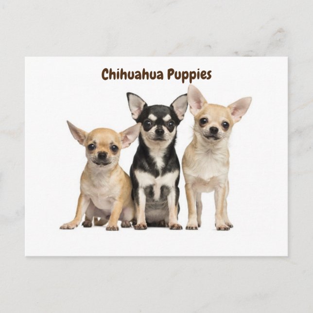 Chihuahua Puppies Posing for Photo Vykort (Framsida)